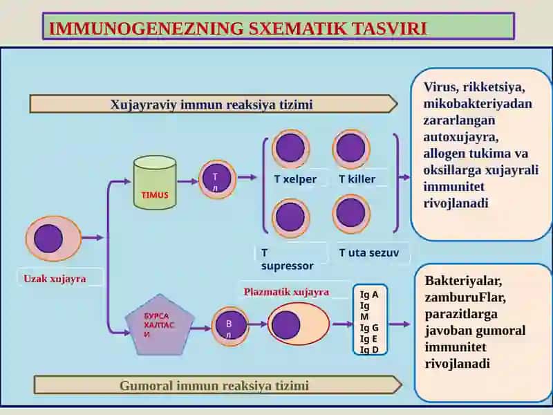 Immunapatologik jarayonlar 3