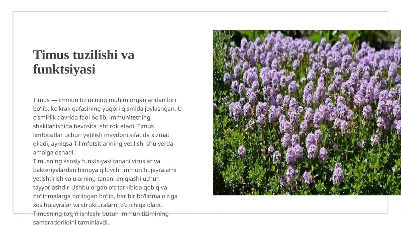 Timusdagi T-limfotsitlarning yetilish jarayoni (antigenga bog'liq bo'lmagan immunogenez). Epifizning ultrastrukturaviy tuzilishi va funksiyalari 3