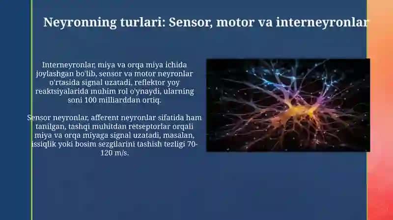 Neyronning tuzilishi va funktsiyalari 3