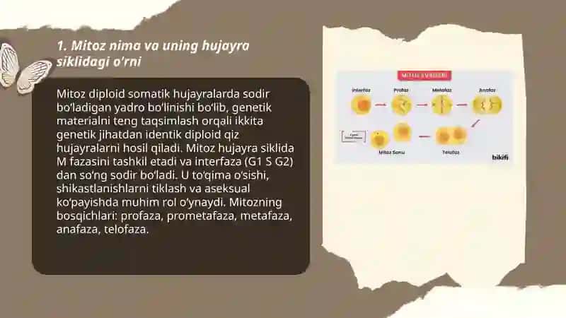 Hujayra sikli mitoz 3