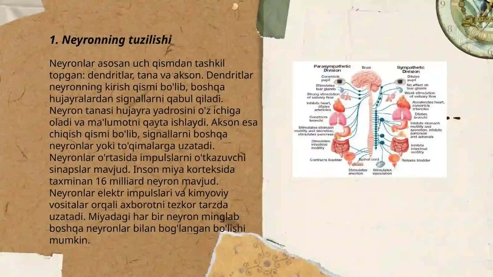 Nerv sistemasining funksional birliklari 3