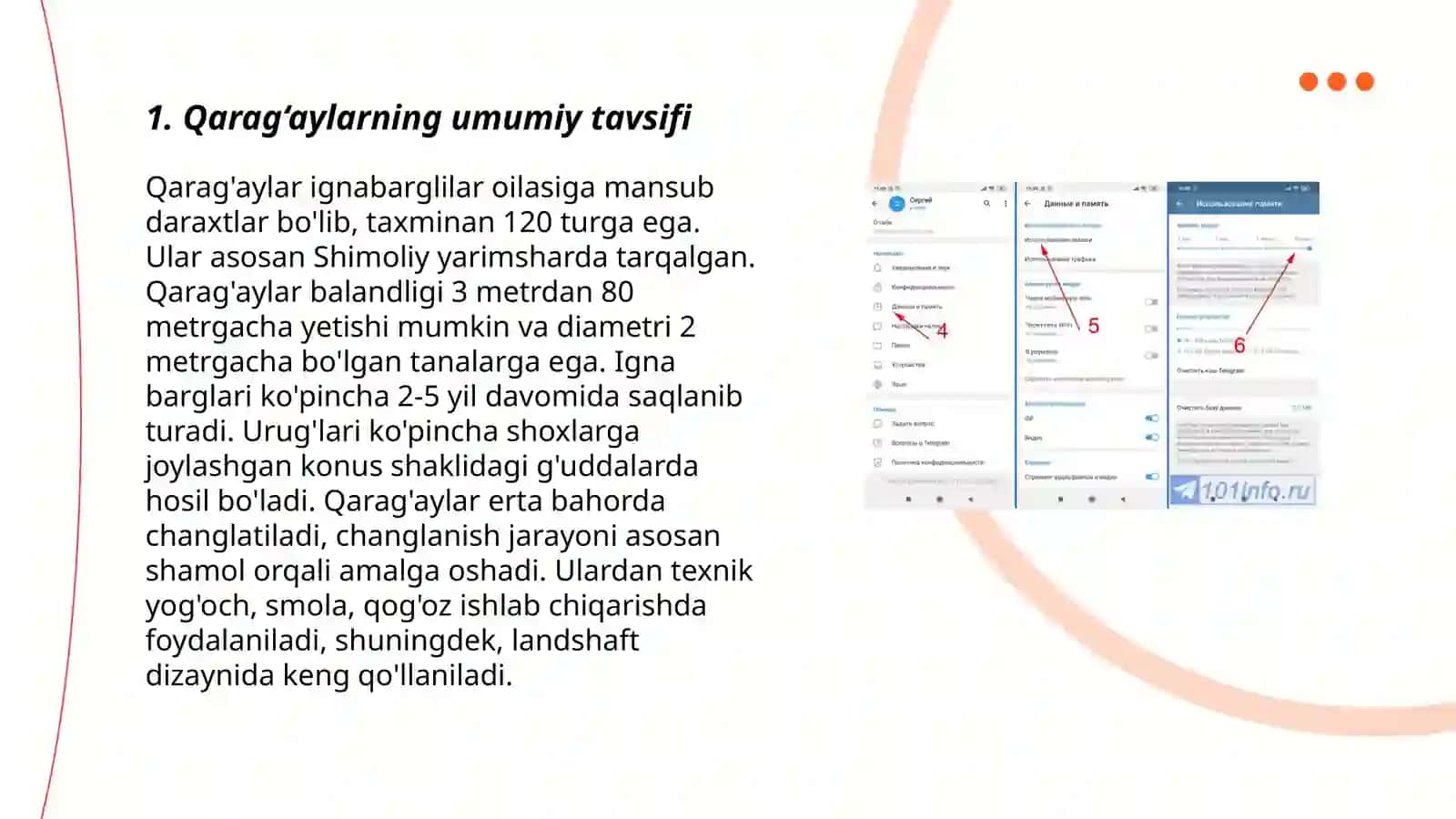 Qarag'aylar (ochiq urug'lilar) bo‘limi klassifikasiyasi 3