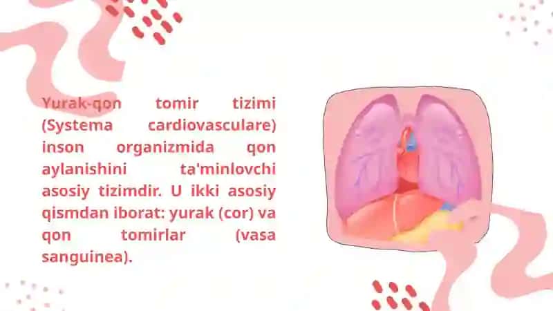 Yurak qon tomir 3