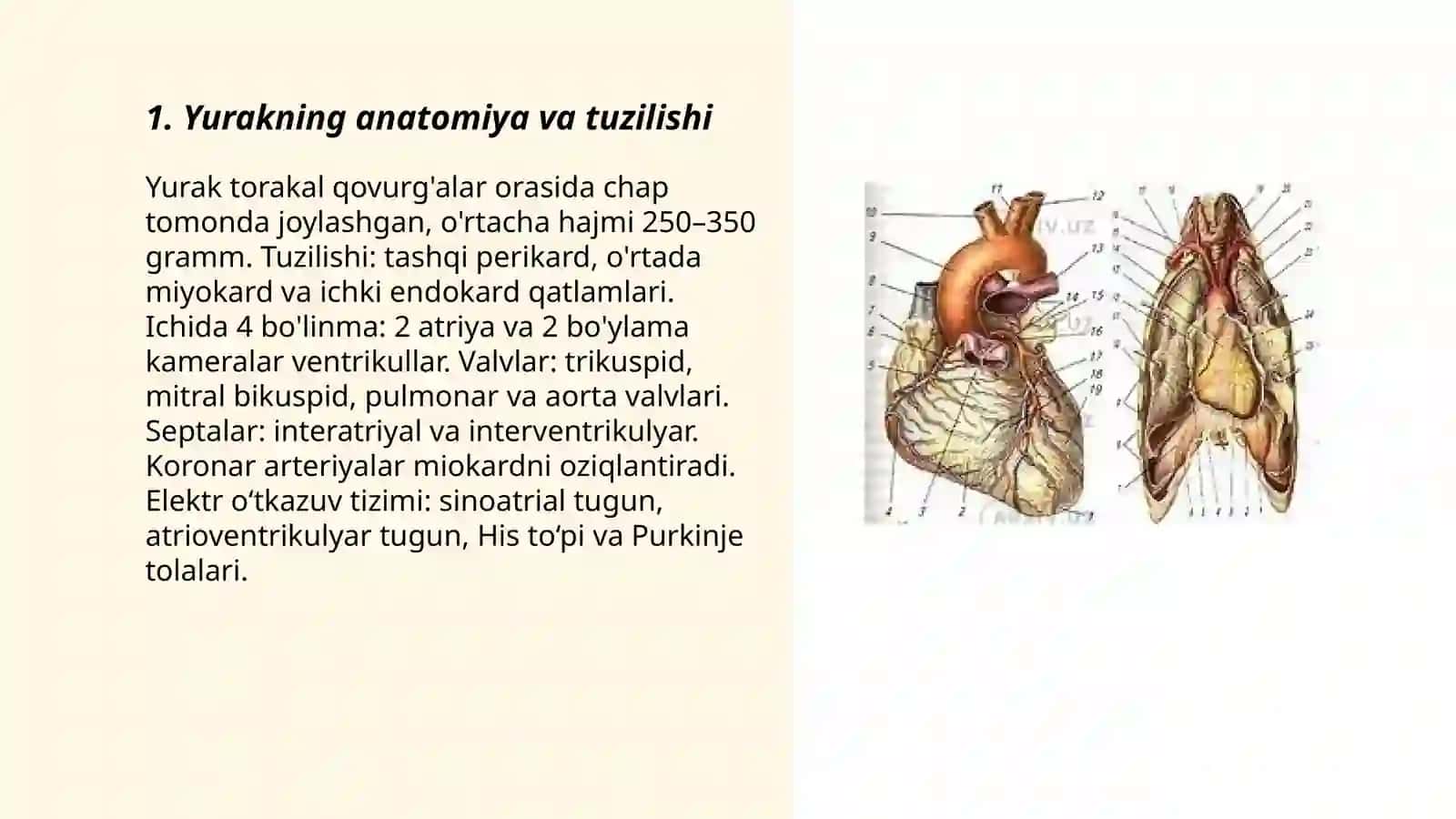 Yurak haqida 3