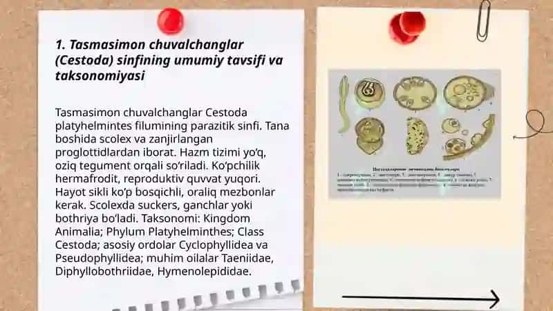 Tasmasimon chuvalchanglar (Cestoda) sinfi 3