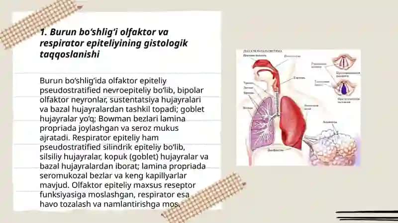 Nafas olish tizimi azolarining qiyosi gistologik tasdifi 3