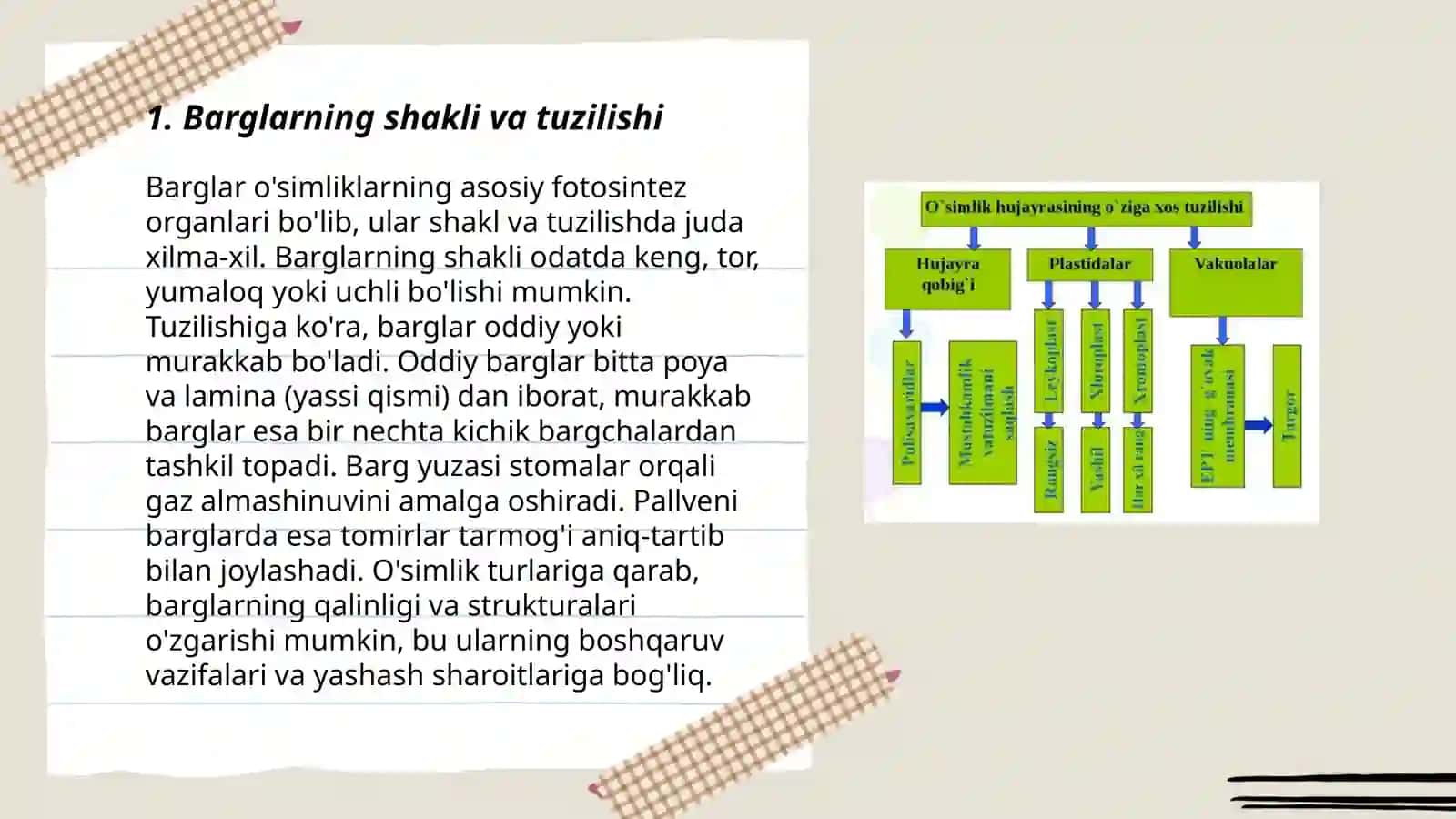 Oʻsimlik organlarini taqqoslash 3