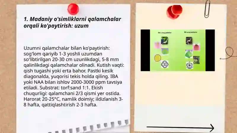 Yovvoyi o'simliklarning ildizbachki va ildizpoyalar 3