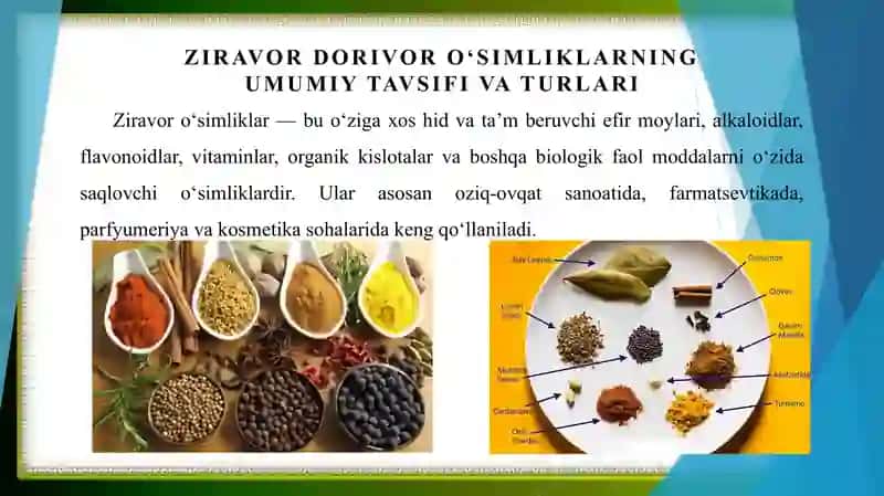 Istiqbolli ziravor dorivor oʻsimliklar 3