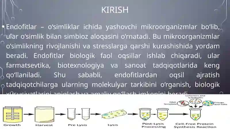 Endofitlardan oqsil ajratib olish 3