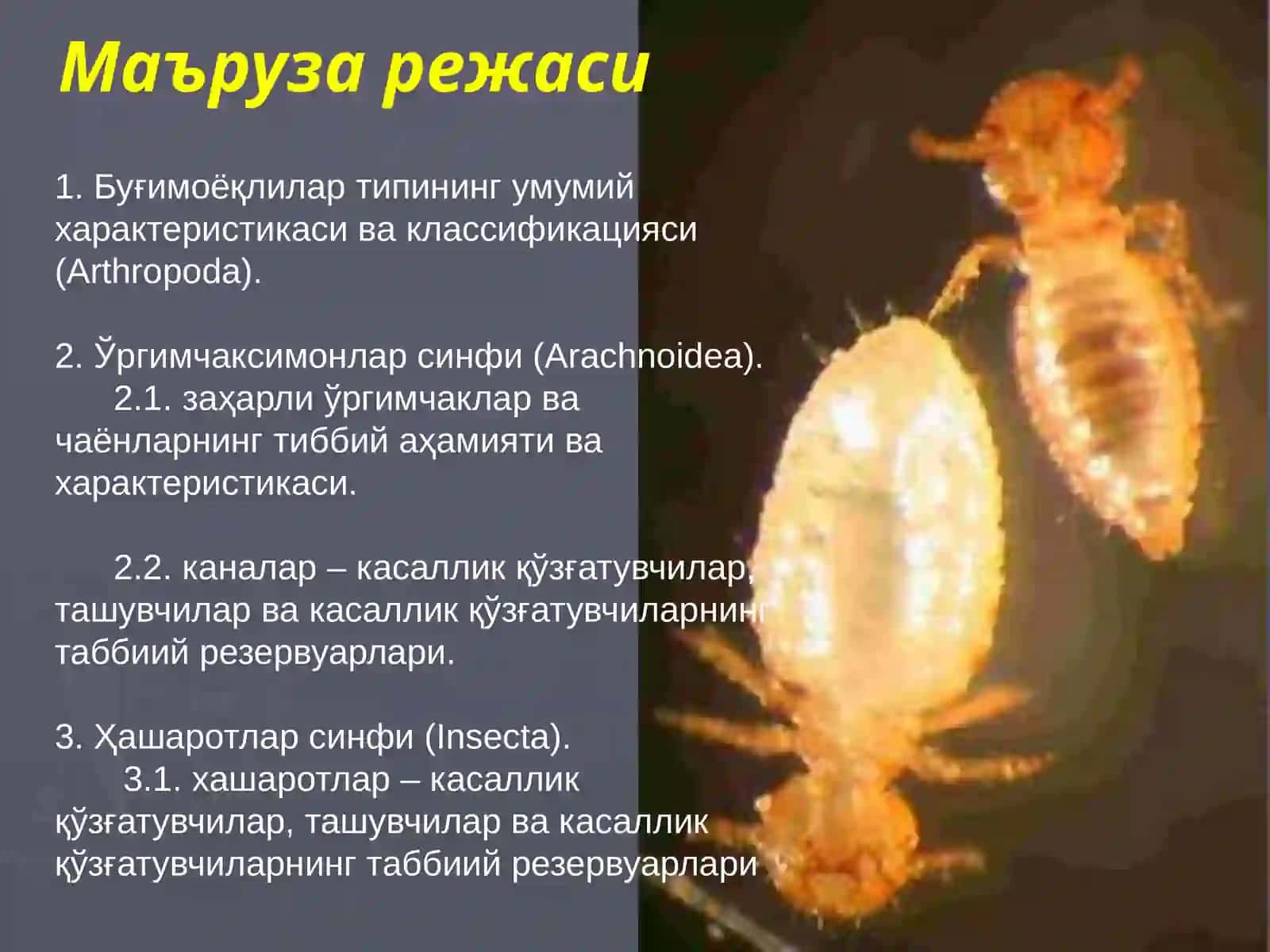 Тиббий Арахноэнтомология 3