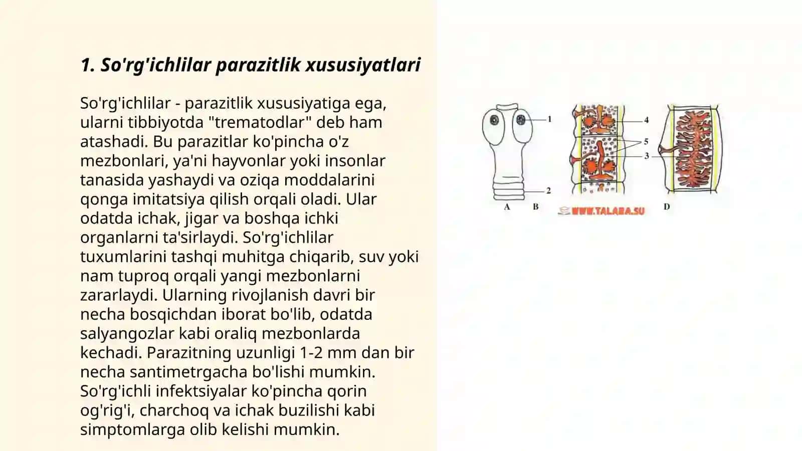 So'rg'ichlilar - odam parazitlari Jigar qurti,lansetsimon so'rg'ich,mushuk,o'pka,qon so'rg'ichlilar 3