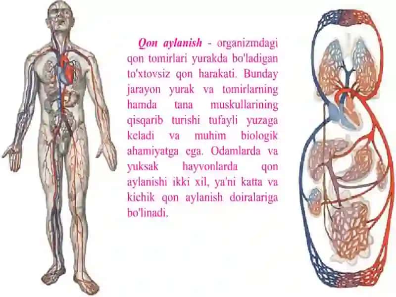 Қон айланиш аъзоларининг тузилиши ва аҳамияти 3