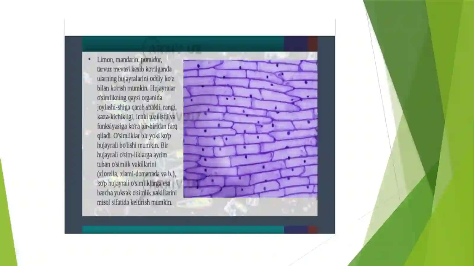 O'SIMLIKLAR HUJAYRALARNING TUZILISHI VA PLASTIDALAR TUZILISHI 3