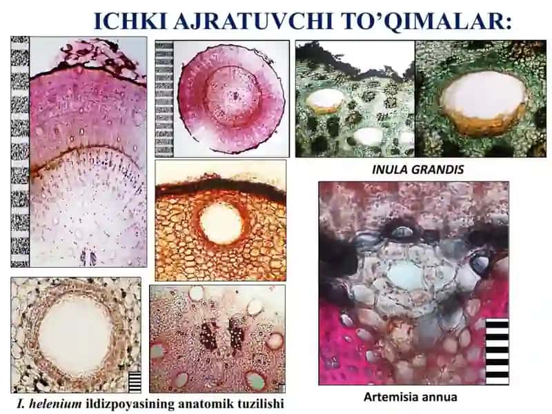 Ajratuvchi to‘qimalar hamda tashqi sekretsiya ajratuvchi to'qimalar 3