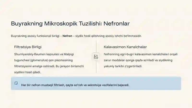 Siydik Ajratish Tizimi: Inson Tanasi Suv Tozalash Fabrikasi 3