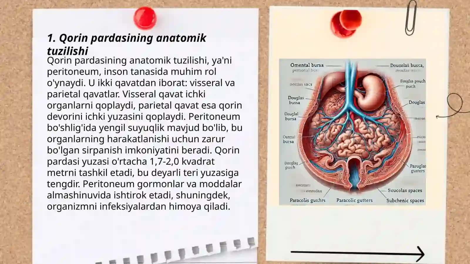 Qorin pardaning tuzilishi va uning qorin bo‘shlig‘i a’zolariga munosabati 3