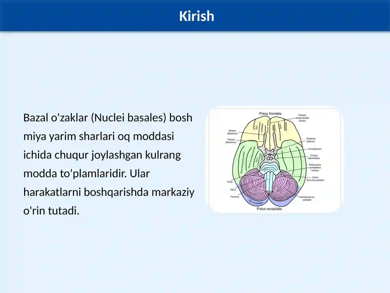 Bazal o'zaklarning kliniko-anatomik ahamiyati 3
