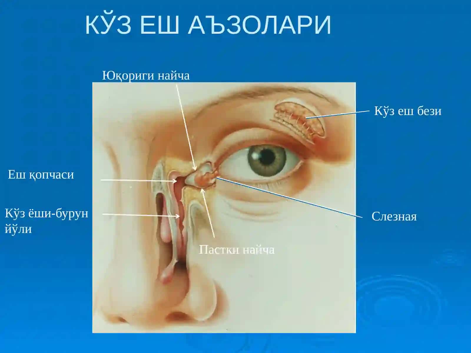 Кузёш аъзолари касалликлари. Патогенези, классифацияси, клиникаси, диагностикаси ва даволаш 3