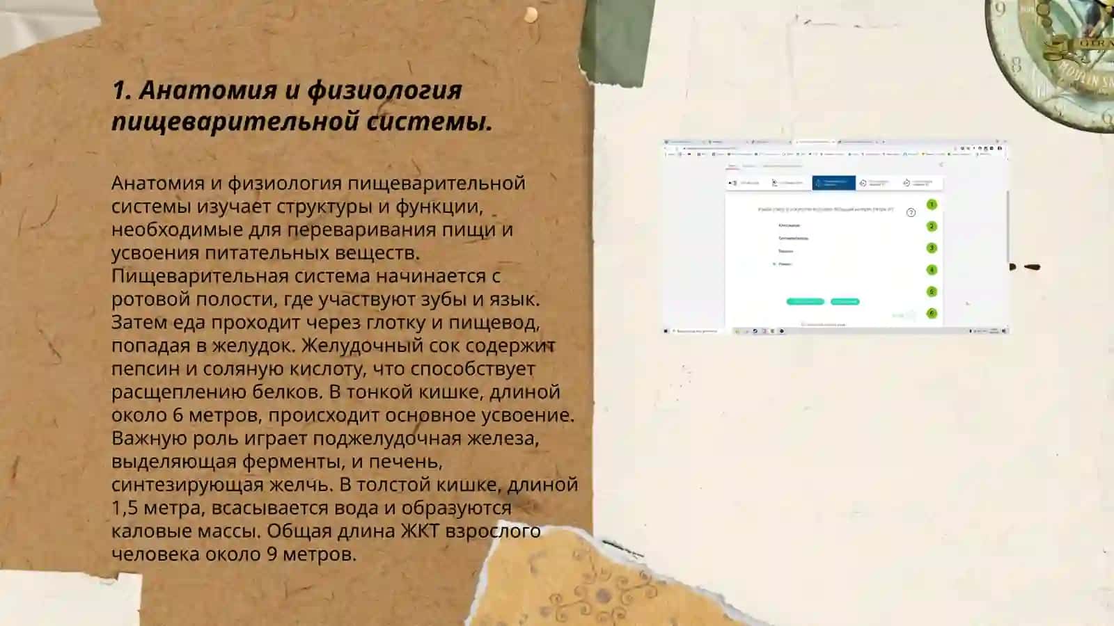 Система пищеварения 3