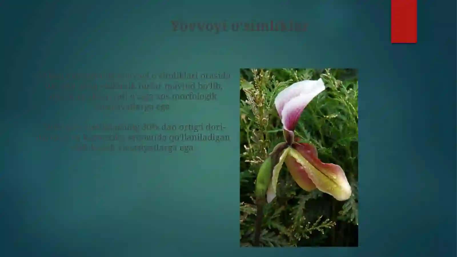 Tuban o'simliklar va ularning klassifikatsiyasi 3