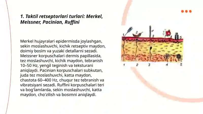 Taktil va haroratretsepsiyalari 3