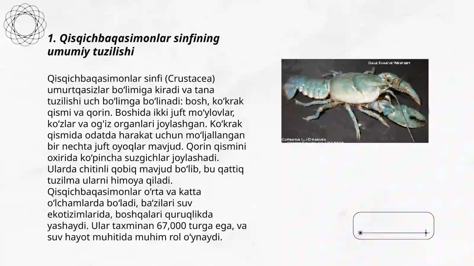 Qisqichbaqasimonlar sinfiga mansub hayvonlarning tuzilishi, hayot jarayonlari, muhim vakillari 3