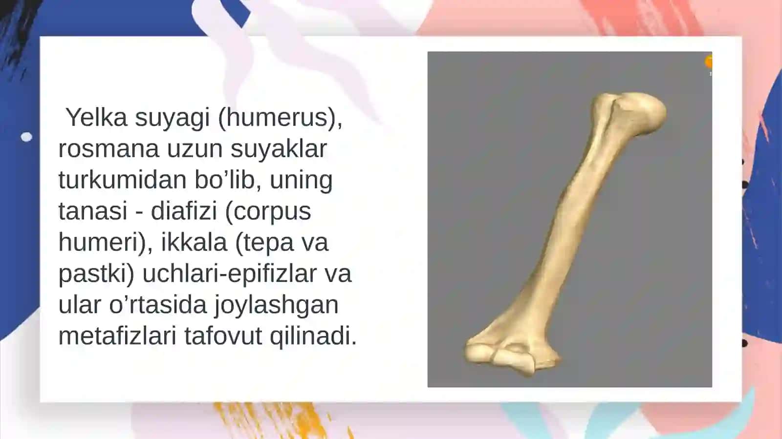Yelka suyagi (humerus) 3