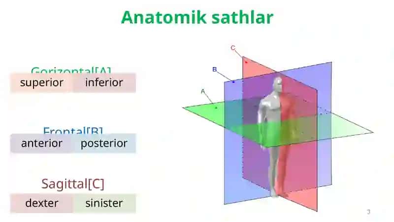 Anatomiyaga kirish. Osteologiya. Umurtqalar. Qovurg’alar. To’sh suyagi. Ko’krak qafasi. 3