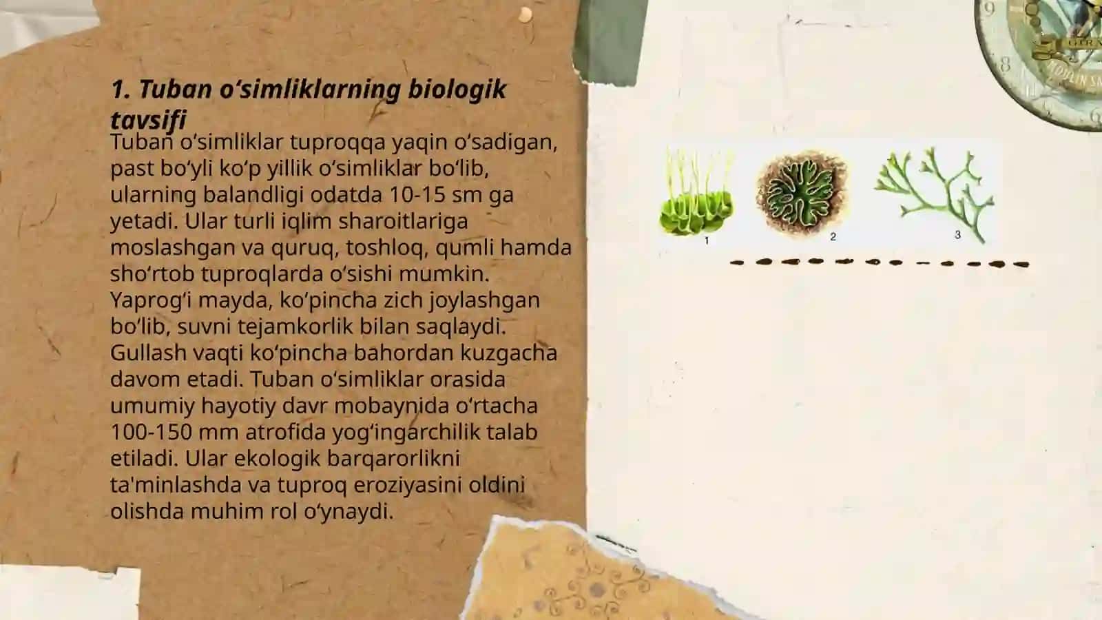 Tuban oʻsimliklar toʻgʻrisida umumiy tushuncha 3