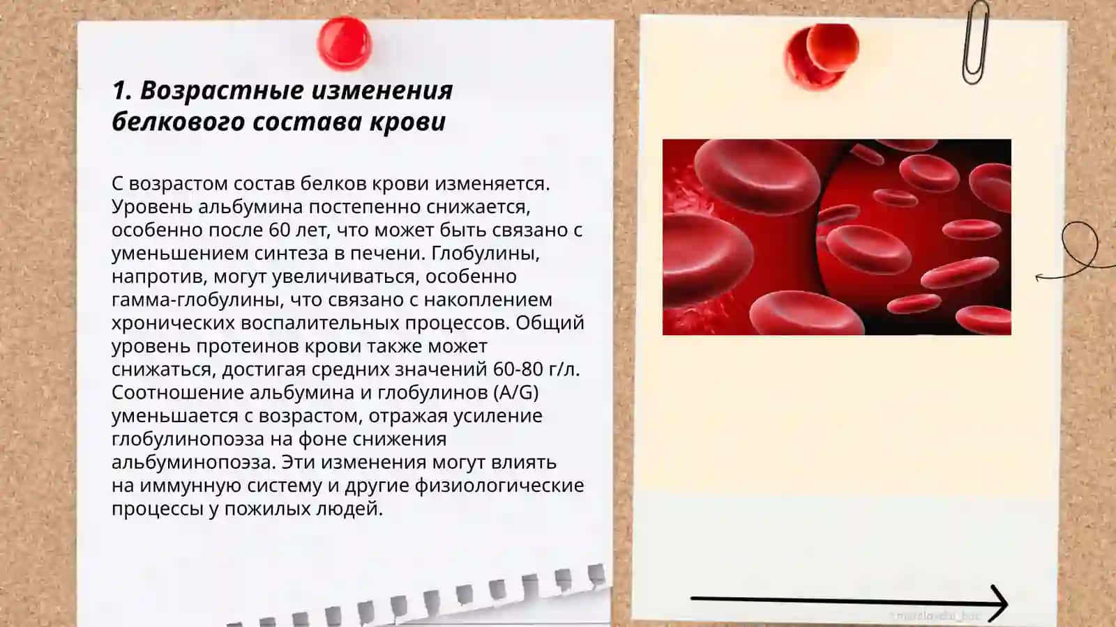 Физиология и возрастные особености крови человека 3
