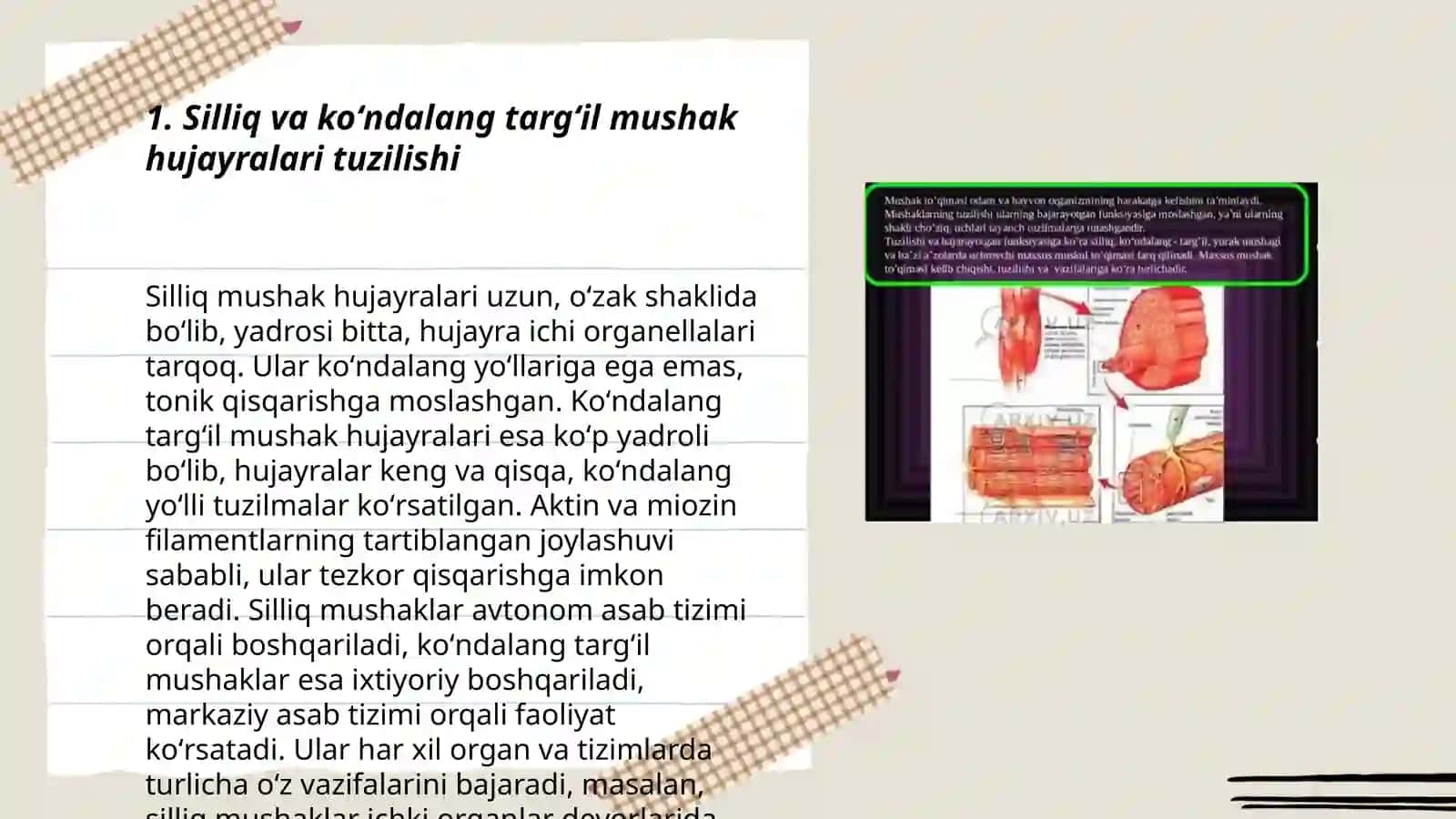 Silliq va koʻndalang targʻil fiziologik farqlari 3