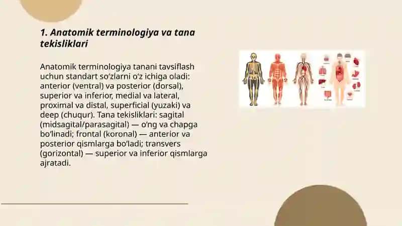 Odamlar tanasining anatomik tuzilishi 3