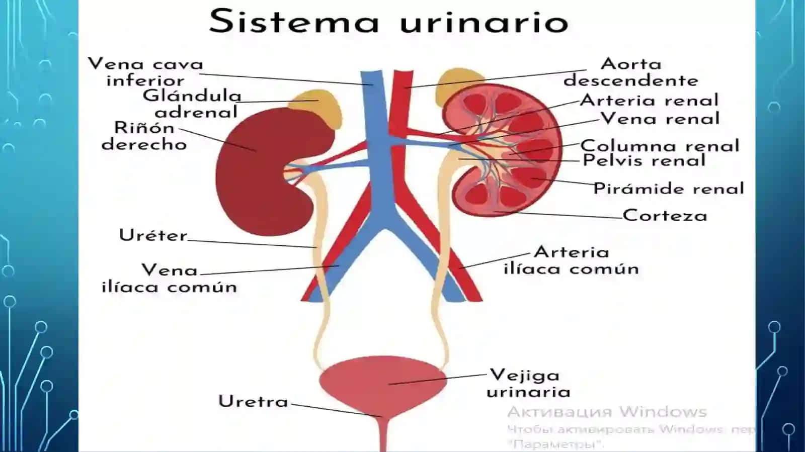 systema urinariya 3