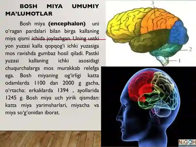 Bosh miya yarim sharlari poʻstlogʻi fiziologiyasi 3