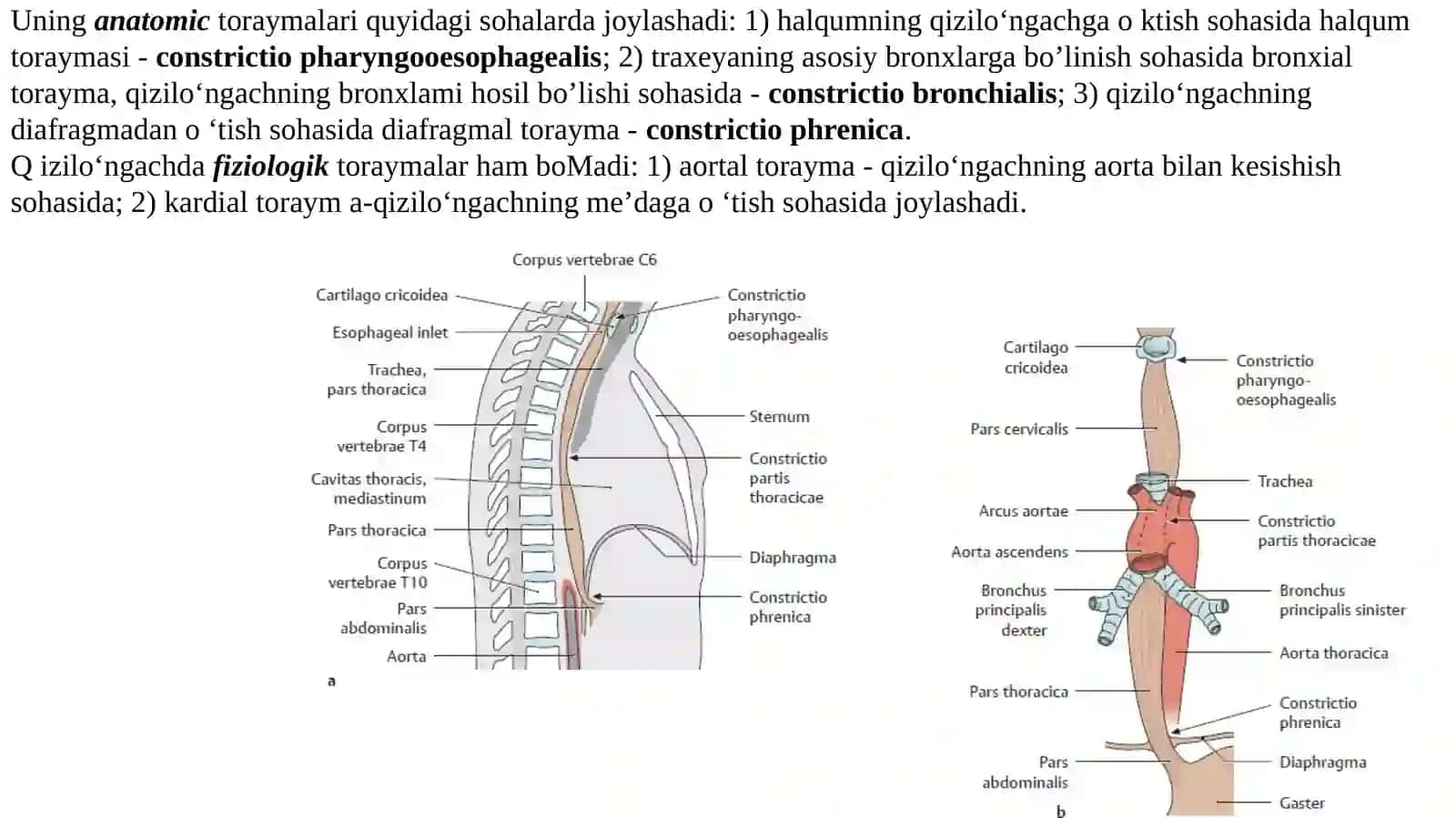 Ma'ruza-2.Qizilungach, qorin boʻshligʻi a'zolari haqida umumiy ma'lumot. Me'da. Ingichka va yoʻgʻon ichak: tuzilishi, farqlari 3