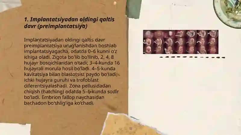 Odam embriologiyasi qaltis davrlari 3