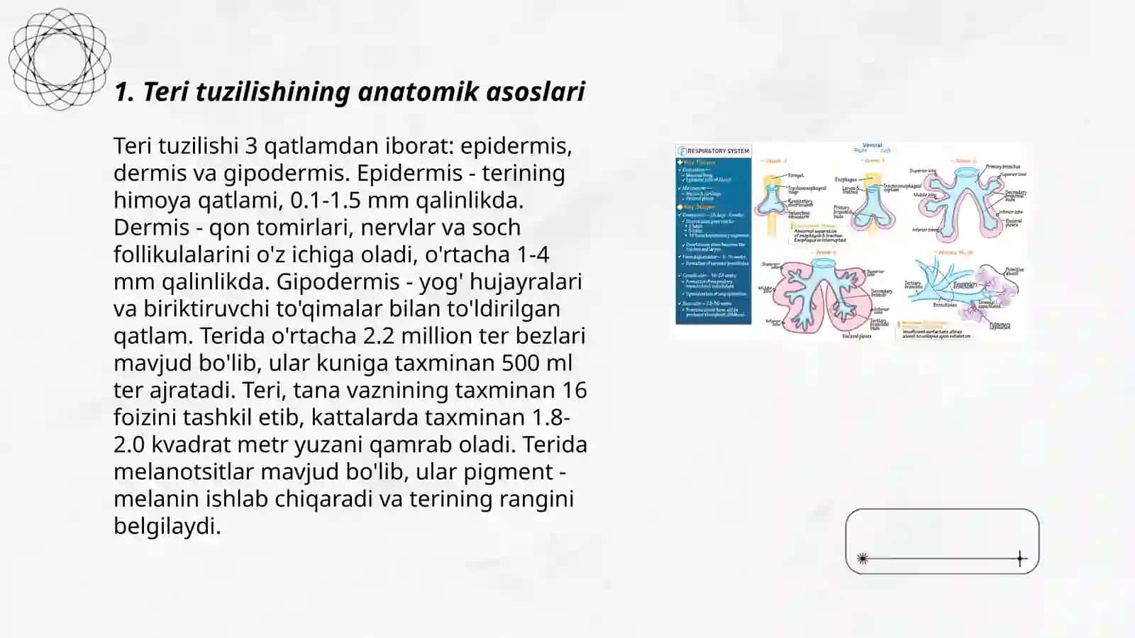 Teri tuzilishi va fiziologiyasi 3