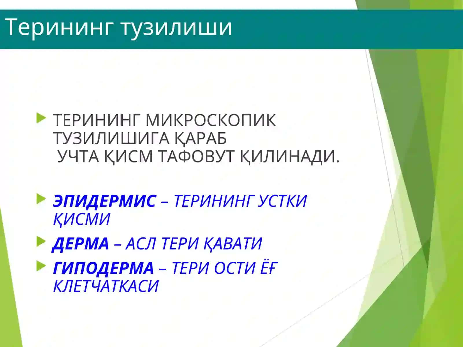 terining tuzilish elementlari 3