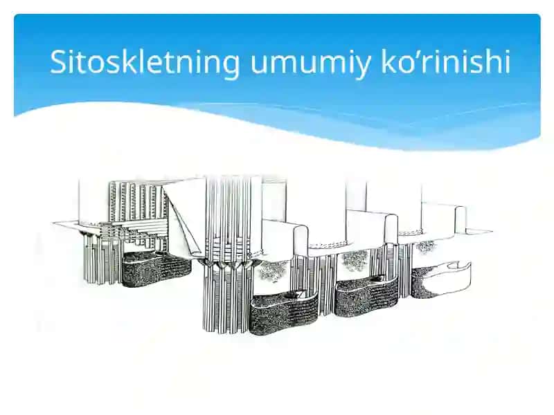 Hujayra sitoskletining strukturaviy va funksional tashkil etilishi 3