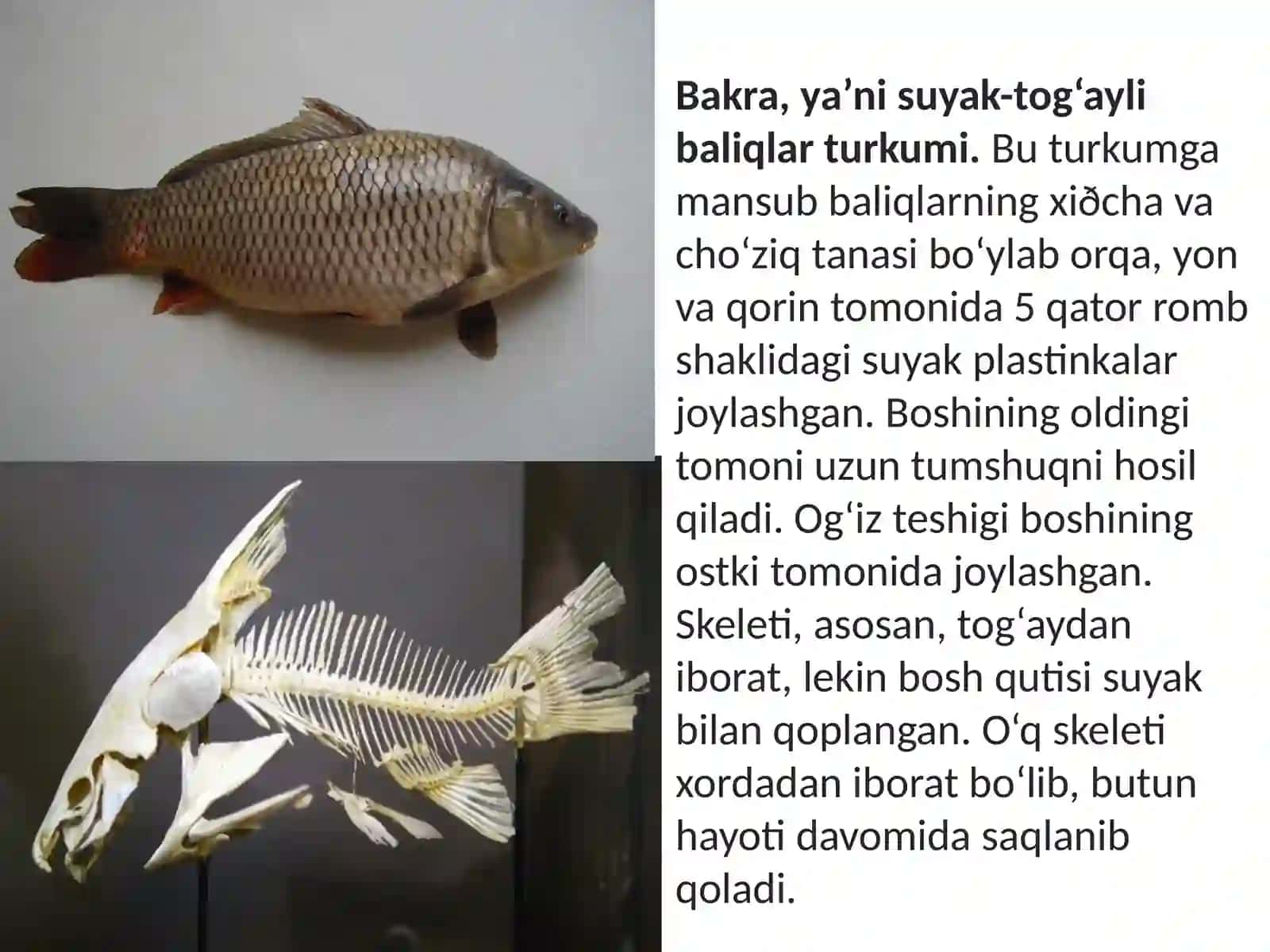 7-sinf Zoologiya 'Suyakli baliqlar sinfi asosiy sistematik guruhlari va ahamiyati' ko'rgazma 3