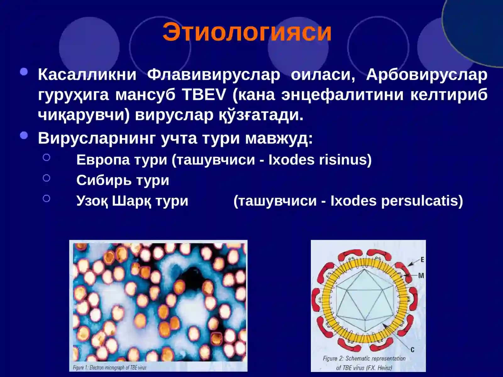Кана энцефалити 3