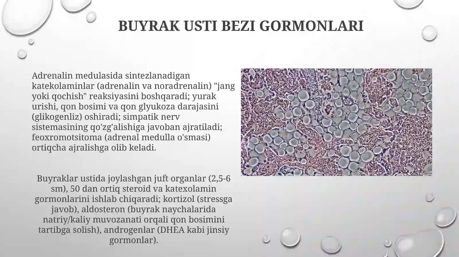 Buyrak Usti Bezi Gormonlari va Ularning Vazifalari 3
