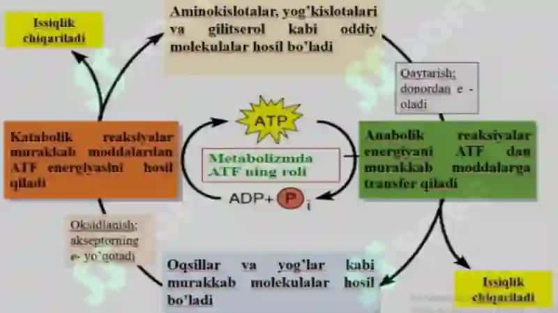 “Mikroorganizmlar tomonidan energiya olish usullari. Hujayra energiyasining shakllari va hosil bo‘lish usullari. Energetik balans (bijg‘ish). Uglevodlarni fermentatsiya qilish yo‘llari. Fermentatsiya turlari. 3