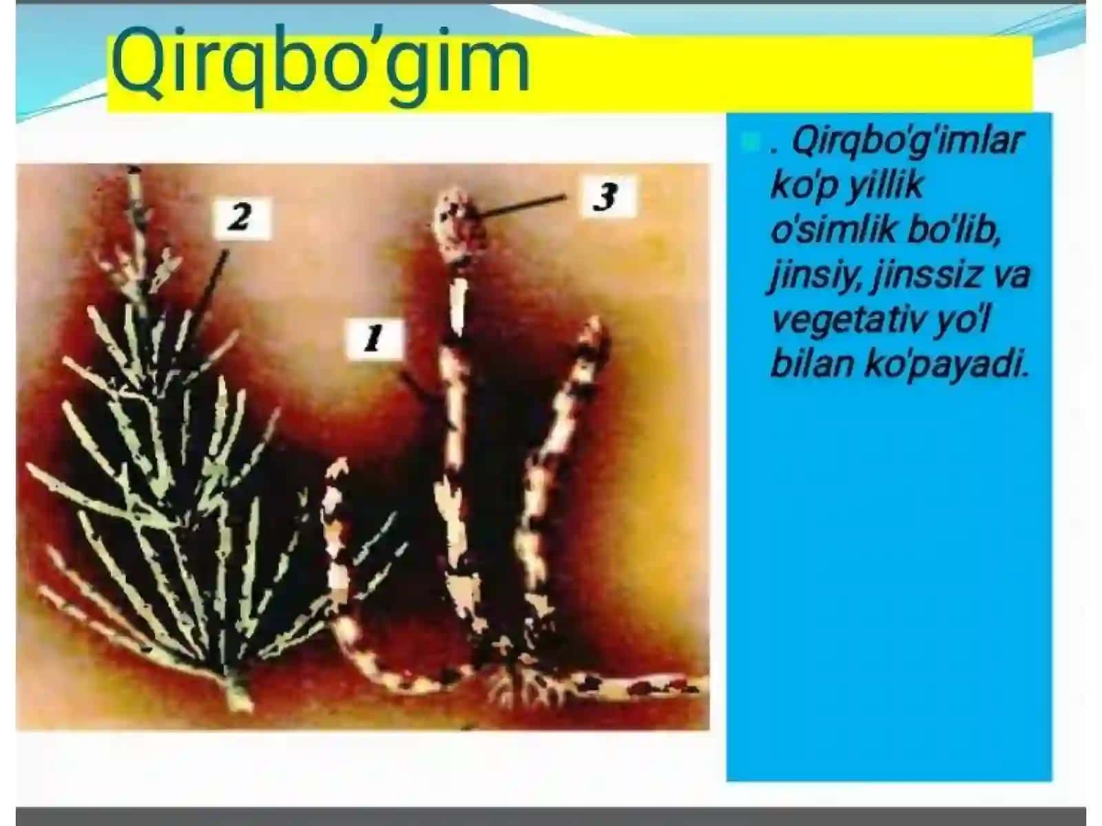 Qirqquloqlar bo'limi 3