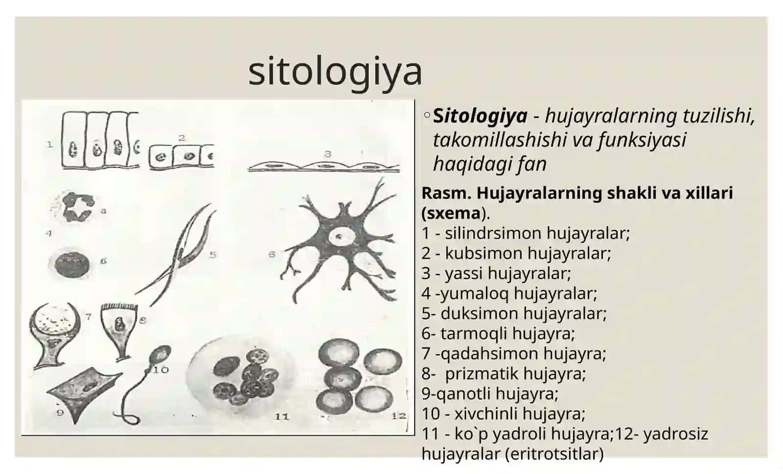 Sitologiya hujayra organoidlari. Kiritma. Yadro. Hujayra sikli 3