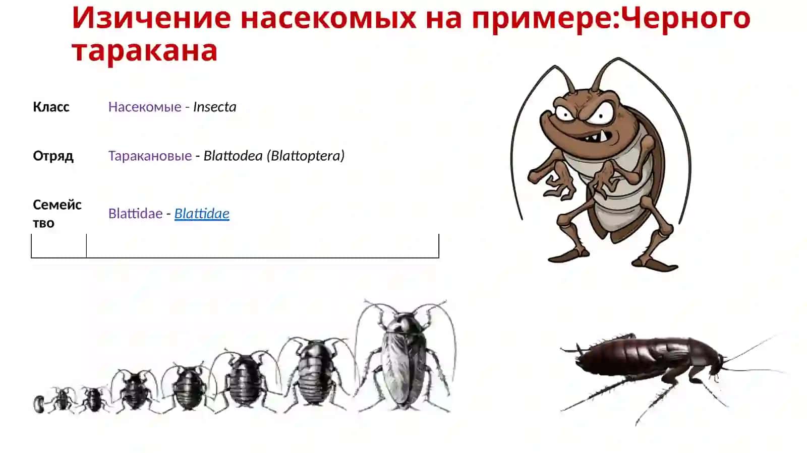 Презентация на тему:«Насекомые» 3