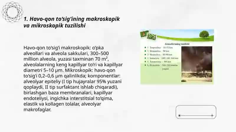 Havo-qon to‘sig‘ining tuzilishi, vazifalari va patologiyasi 3