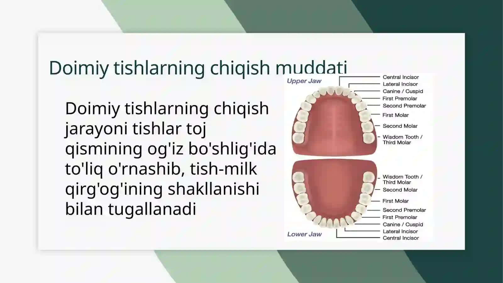 Doimiy tishlarning chiqish muddati, ildizining shakllanishi, sut va doimiy tishlar orasidagi farqlar 3