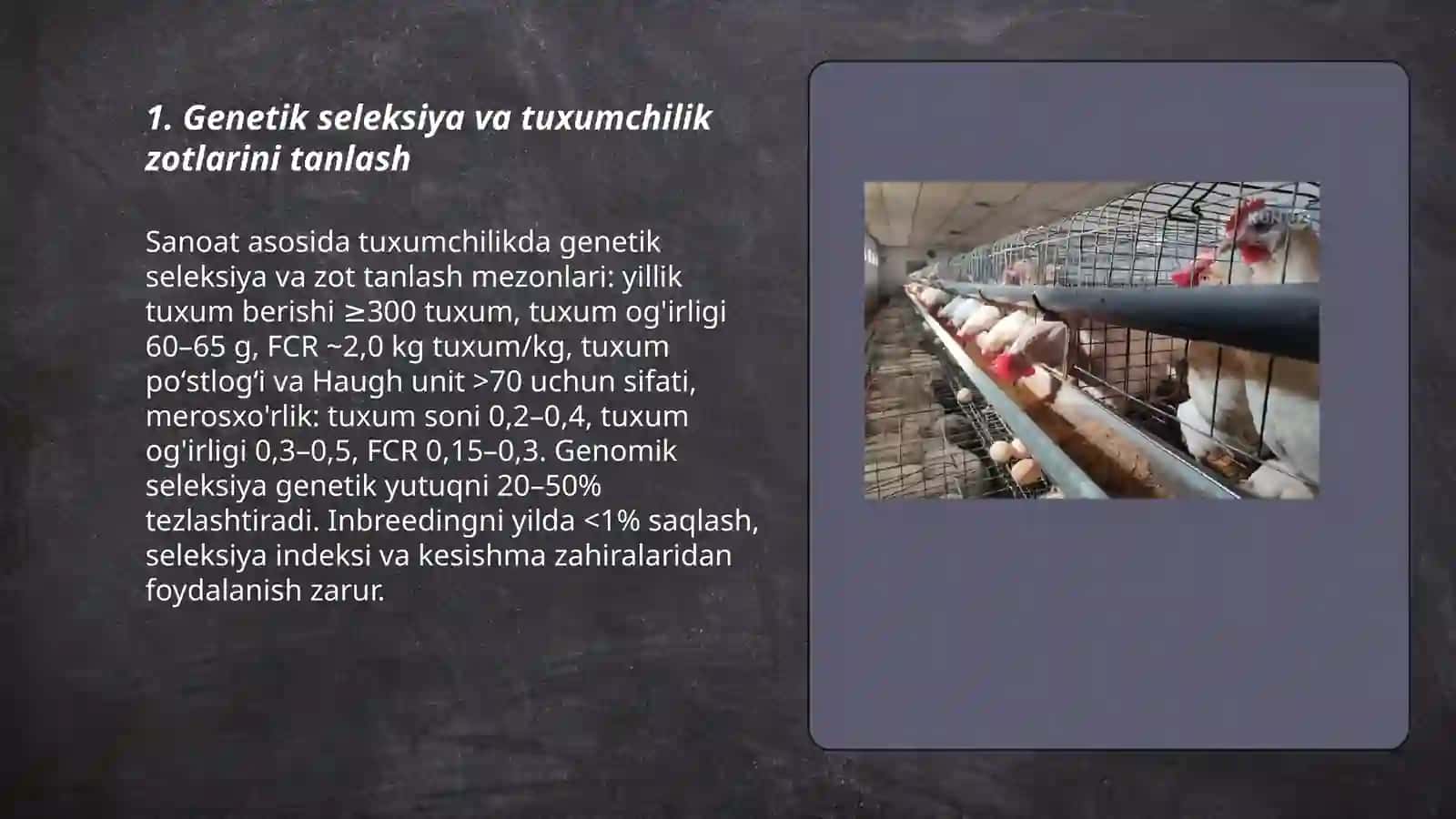 Sanoat asosida tuxum yetishtirish texnalogiyasi 3
